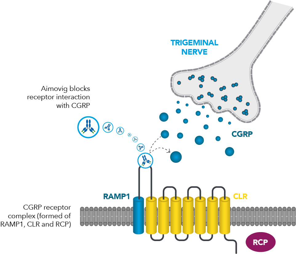 Graphic illustrating the mechanism of action of Aimovig